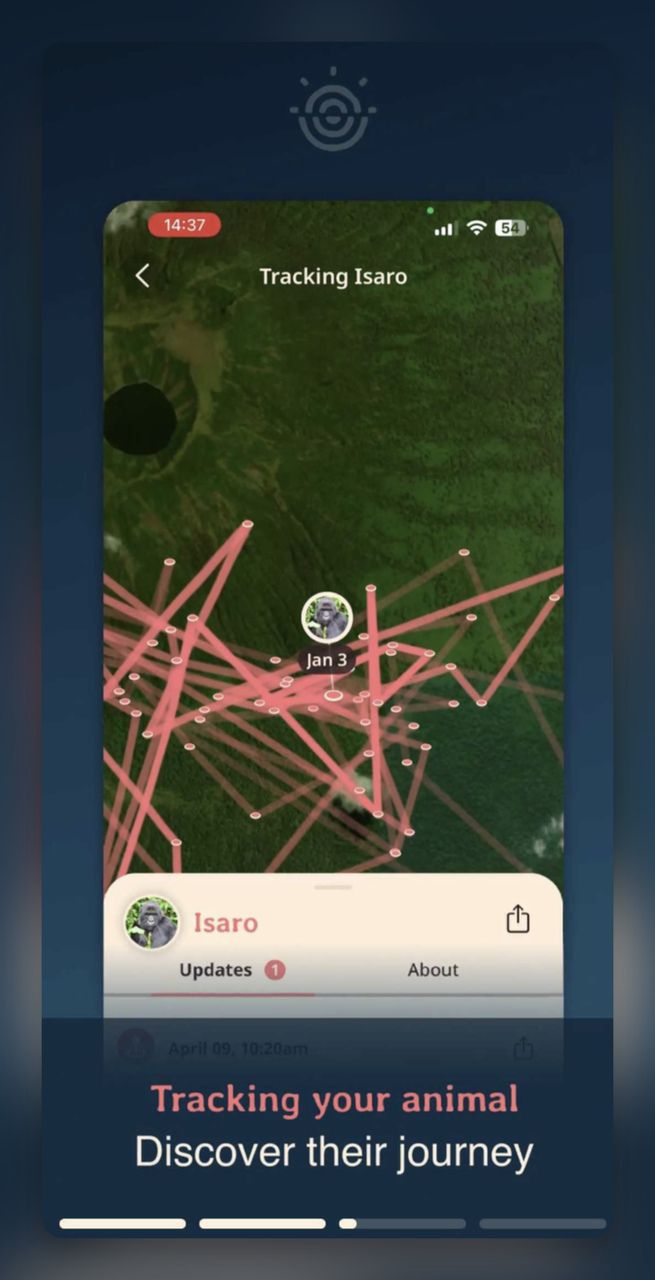 Screenshot from Fahlo app showing the interactive tracking map of a gorilla named Isaro's movement history.
